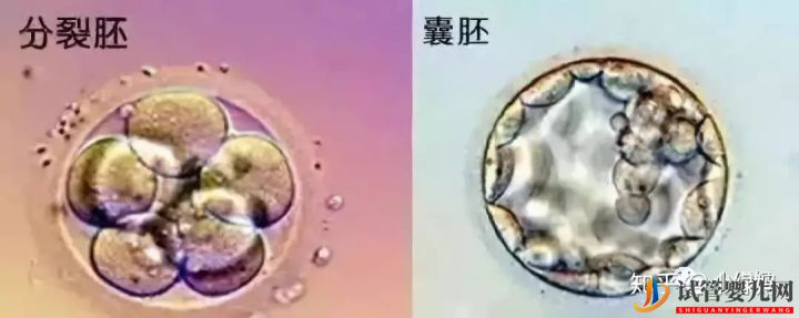 囊胚级别划分,什么级别的囊胚成功率最高(图3)