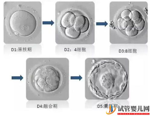 美国试管婴儿“无囊胚可用”如何解决(图1)