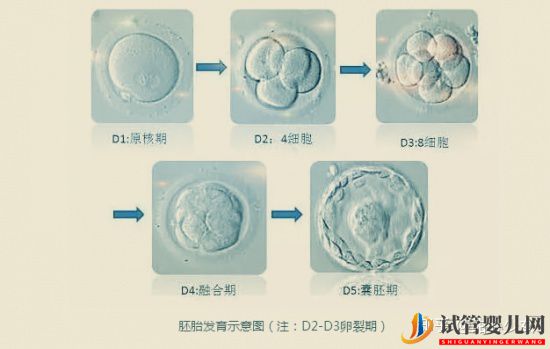 美国试管婴儿指南如何科学提高成功率(图4)