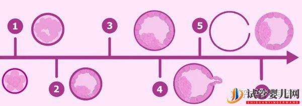 美国试管婴儿移植囊胚的成功率能达到多少(图2)