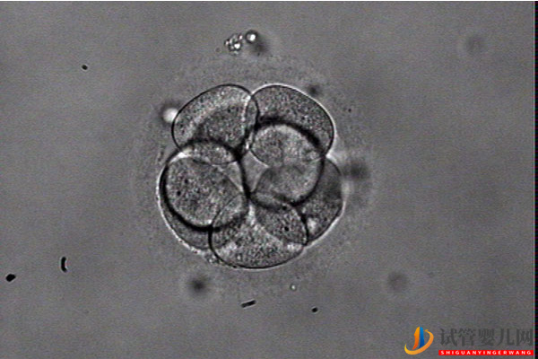 和田21个胚胎只养成3个囊胚咋回事？可能这些原因导致失败(图1)