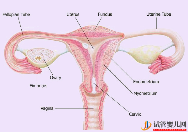 输卵管堵塞影响试管成功率(图2)
