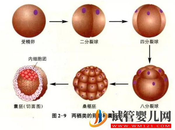 什么是囊胚试管婴儿囊胚移植有哪些优势(图1)