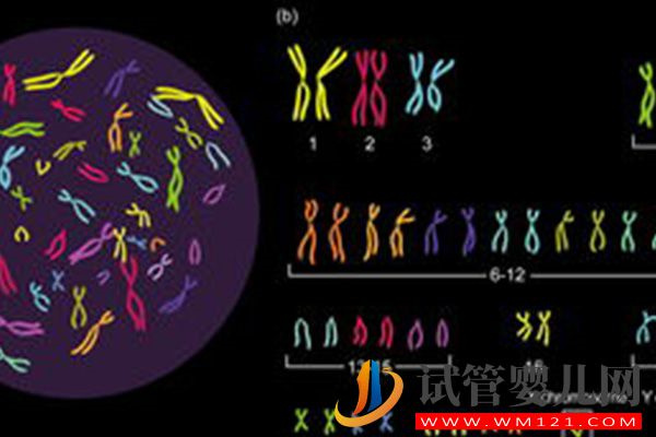 别问男方染色体异常做几代试管，三代成功率高才是首选(图1)