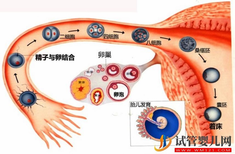 试管婴儿技术走到了哪一步？专家解答→(图1)