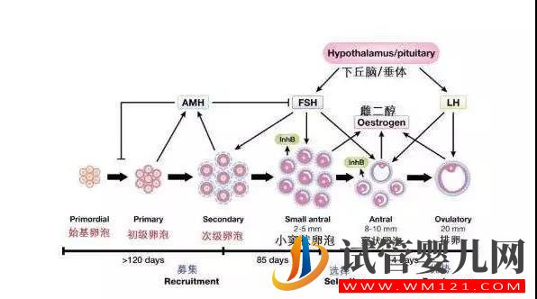 是不是卵泡越多、试管婴儿的成功几率就越高呢？(图3)