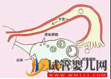 是不是卵泡越多、试管婴儿的成功几率就越高呢？(图2)