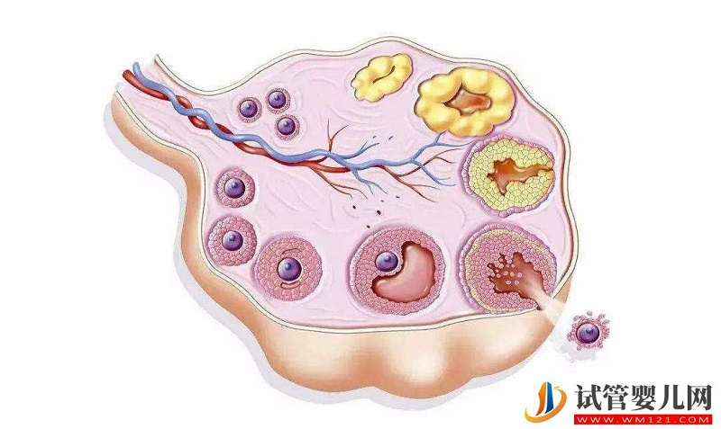为什么做“试管婴儿”需要黄体支持治疗?(图1)