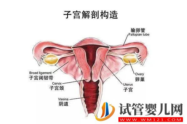 影响试管婴儿成功率的因素总结(图3)