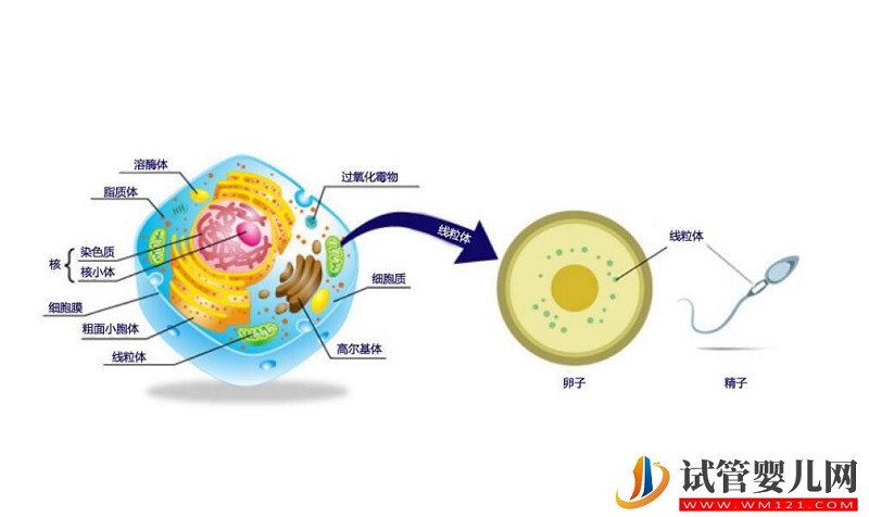 高龄女性做试管婴儿怎么改善卵子质量？(图4)