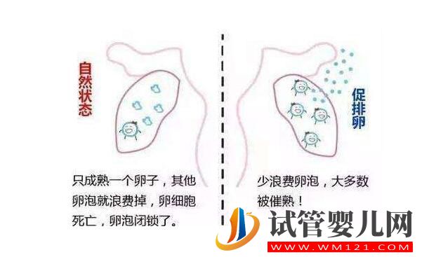 阿图什试管的促排方案有哪些？(图8)