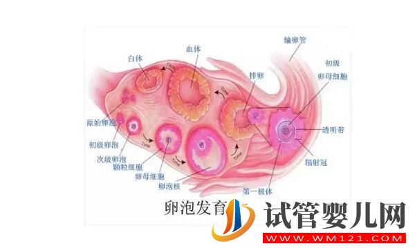 试管婴儿取卵时空卵泡B超能看出来吗？(图3)