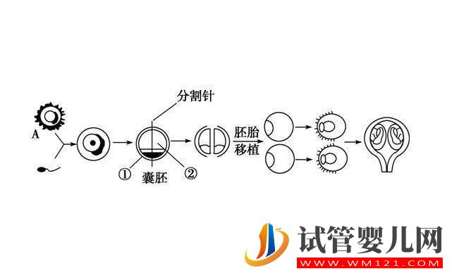 囊胚移植和普遍胚胎移植有什么区别？囊胚移植的优点是什么(图2)