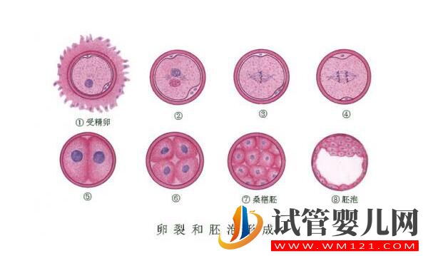 囊胚移植和普遍胚胎移植有什么区别？囊胚移植的优点是什么(图1)