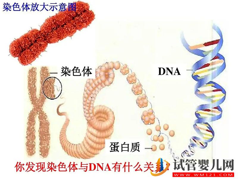 染色体异常胎停引产花17万做第三代试管婴儿成功怀上健康男孩(图4)