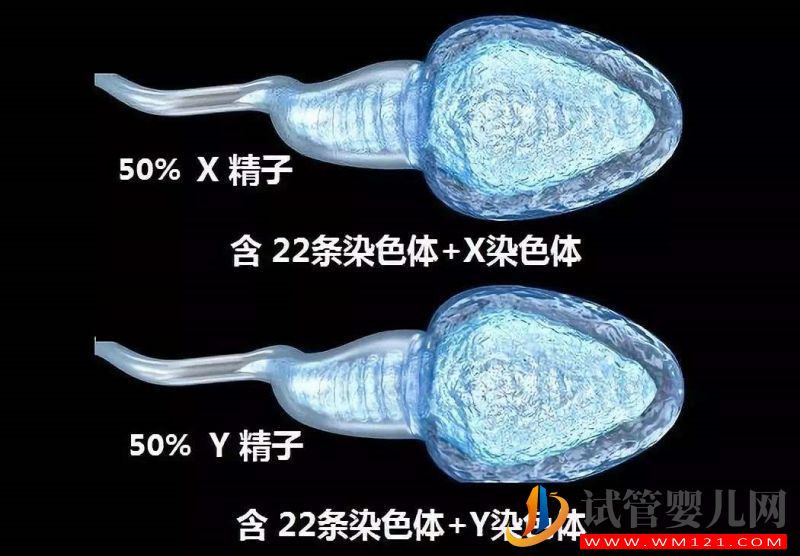 想生儿子怎么备孕才能让男性的Y精子增多(图2)