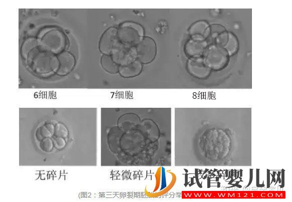 3分钟教你看懂胚胎等级报告(图3)