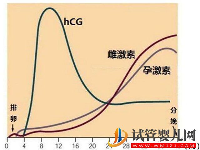 根据hcg的翻倍规律可以看出是双胎吗？(图2)