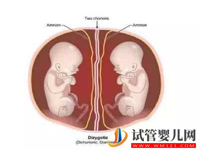 单胎移植后最晚多少天可以变成双胎？(图2)