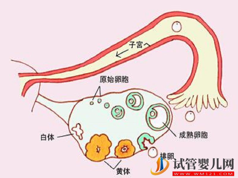 女性如何检测是否卵巢早衰？AMH、FSH..给你答案(图2)