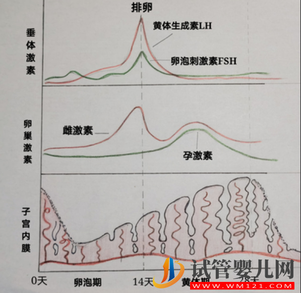 女性一个月性激素六项曲线图，月经前后变化真的超大(图2)