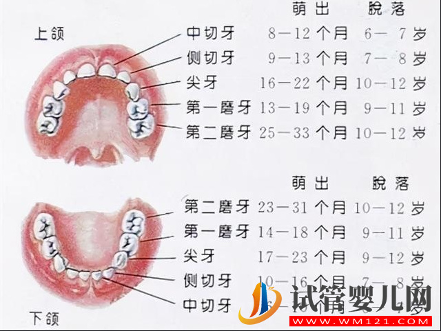 儿童换牙齿顺序和时间汇总，换牙期有几件事情爸妈要注意(图2)