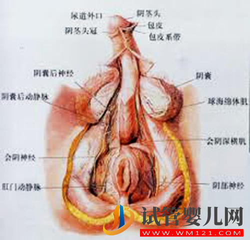 泰国试管婴儿专家给出损害男性生育能力的各类因素(图1)