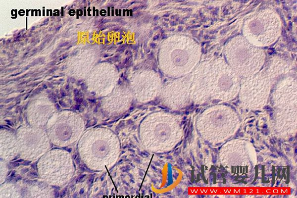 原始卵泡和始基卵泡的区别有4点，发育时间和结构都不一样(图2)