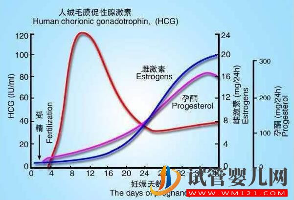 试管胚胎移植后 HCG数值高或低都代表了什么(图2)