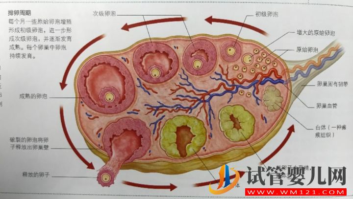 “冻卵”成流行_揭秘冻卵全过程(图4)