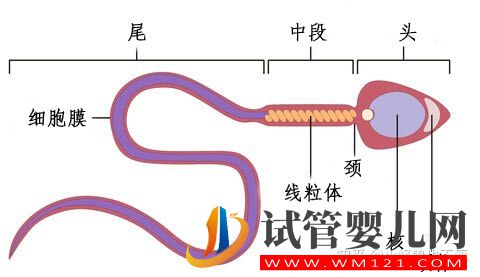 一代试管和二代试管的区别_畸形率高影响试管成功率(图6)