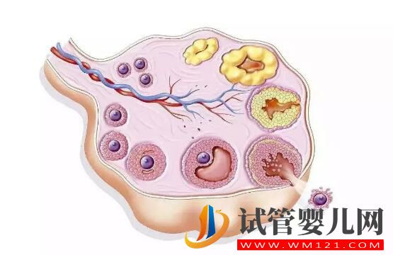 卵泡成熟遇到障碍怎么办 有什么有效的办法尽快怀孕？(图1)