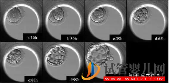要不要养囊胚,如何提高养囊成功率(图11)