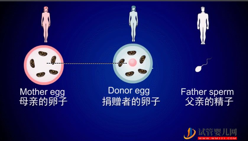 “一父二母”的第四代试管婴儿——心动与挑战并存(图1)