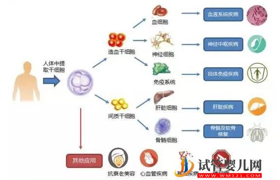 新干细胞疗法为绝症动物延寿(图1)