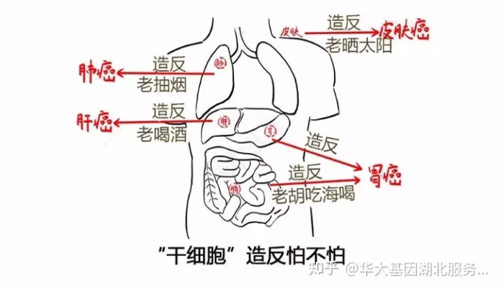 什么是干细胞？一文让你读懂！(图9)