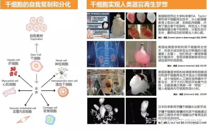 干细胞简介——什么是干细胞？(图1)