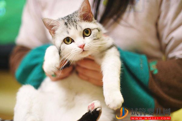 央视辟谣女性怀孕不能养宠物猫，科学喂养传染弓形虫风险小(图2)