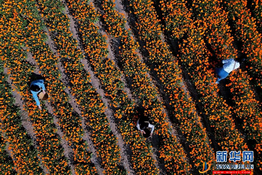 云南南涧：朵朵鲜花 “种”出乡村“好丰景”(图2)