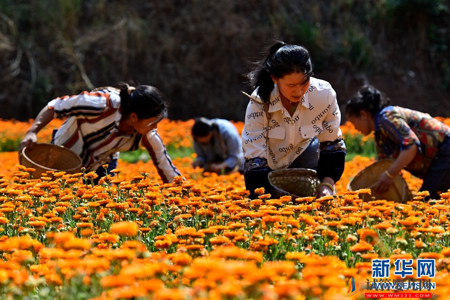 云南南涧：朵朵鲜花 “种”出乡村“好丰景”(图6)